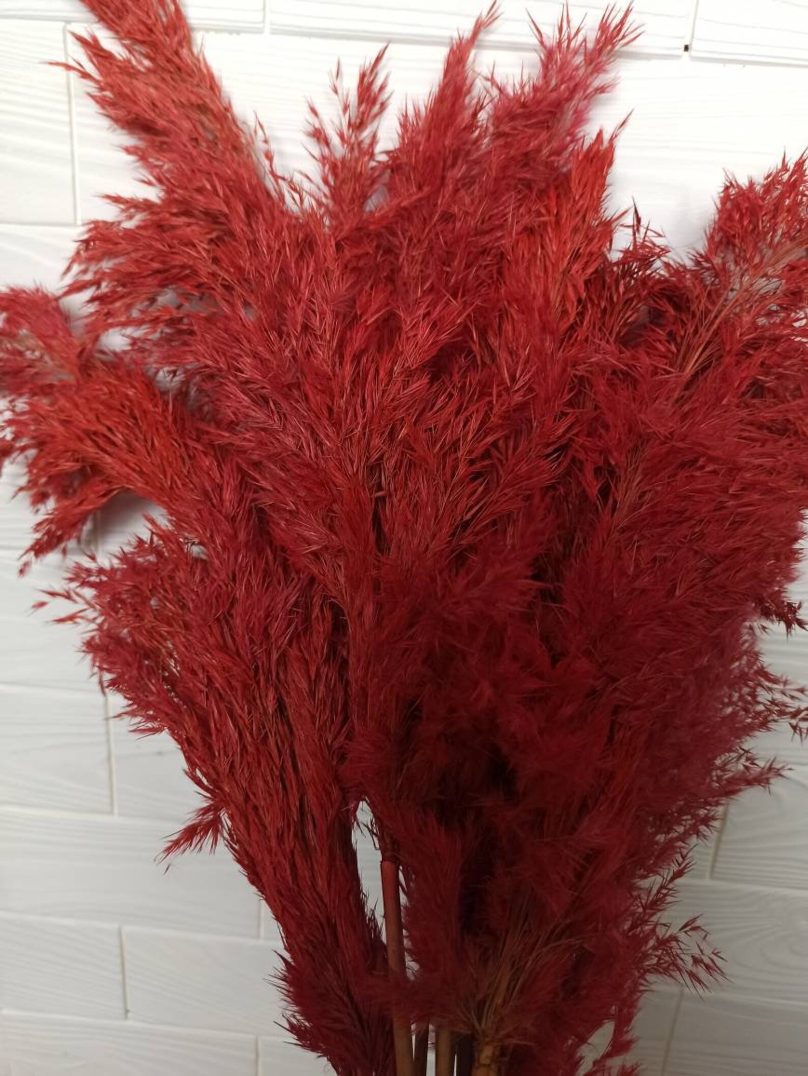 Dried Pampas Coral Red Pampas Grass StemsNatural PAMPAS Etsy