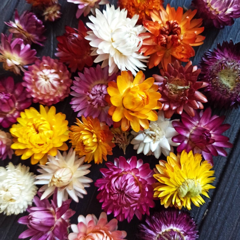 100 Dried Strawflower Heads, dried flowers, wedding diy, Dried flower , Dried flower for resin, Dried flower for craft image 3