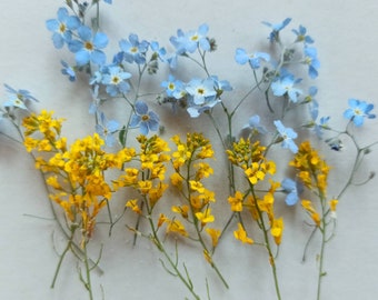 Comprar flores prensadas - Etsy México Comprar flores prensadas - Etsy México
