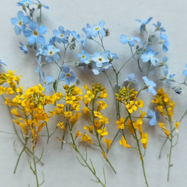 Dried forgetmenots,Real forget me nots, Pressed forgetmenots,Tiny dried flowers ,Flowers Resin Supply,Dried forget-me-not ,Stay with Ukraine