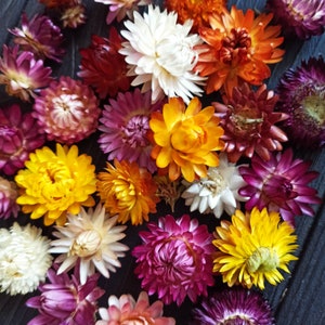 100 Dried Strawflower Heads, dried flowers, wedding diy, Dried flower , Dried flower for resin, Dried flower for craft image 2