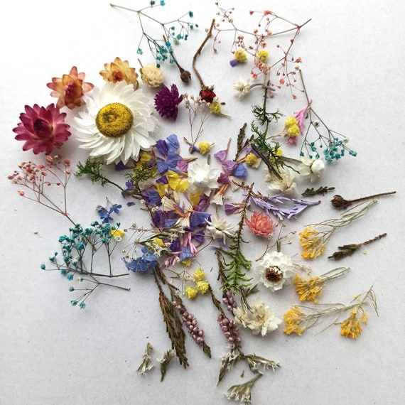 100 Pcs Small Dried Flowers, Tiny Dry Flowers,flowers for Resin