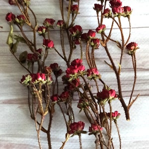 5 stems Real dry roses,Miniature Rose Buds,Dried Roses,Dried natural roses for craft supply, Dry flower for craft,Soap Making,Candle Making