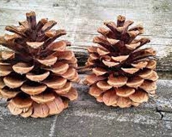 100 Natural Pine Cones for Bunny Rabbits, Natural Chew Toy, Rabbit Chew Toys,Rabbit Pet Treats, Chinchilla Chew Toys,