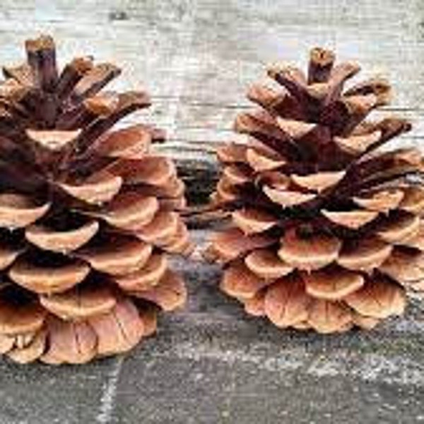 Natural Pine Cone Etsy