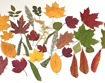 Real Dried Pressed Leaves, Botanical Craft Supply, 35pc