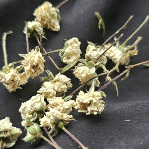 15 Dried White Roses.tiny Resin Flowers.small Dried Flowers.resin ...