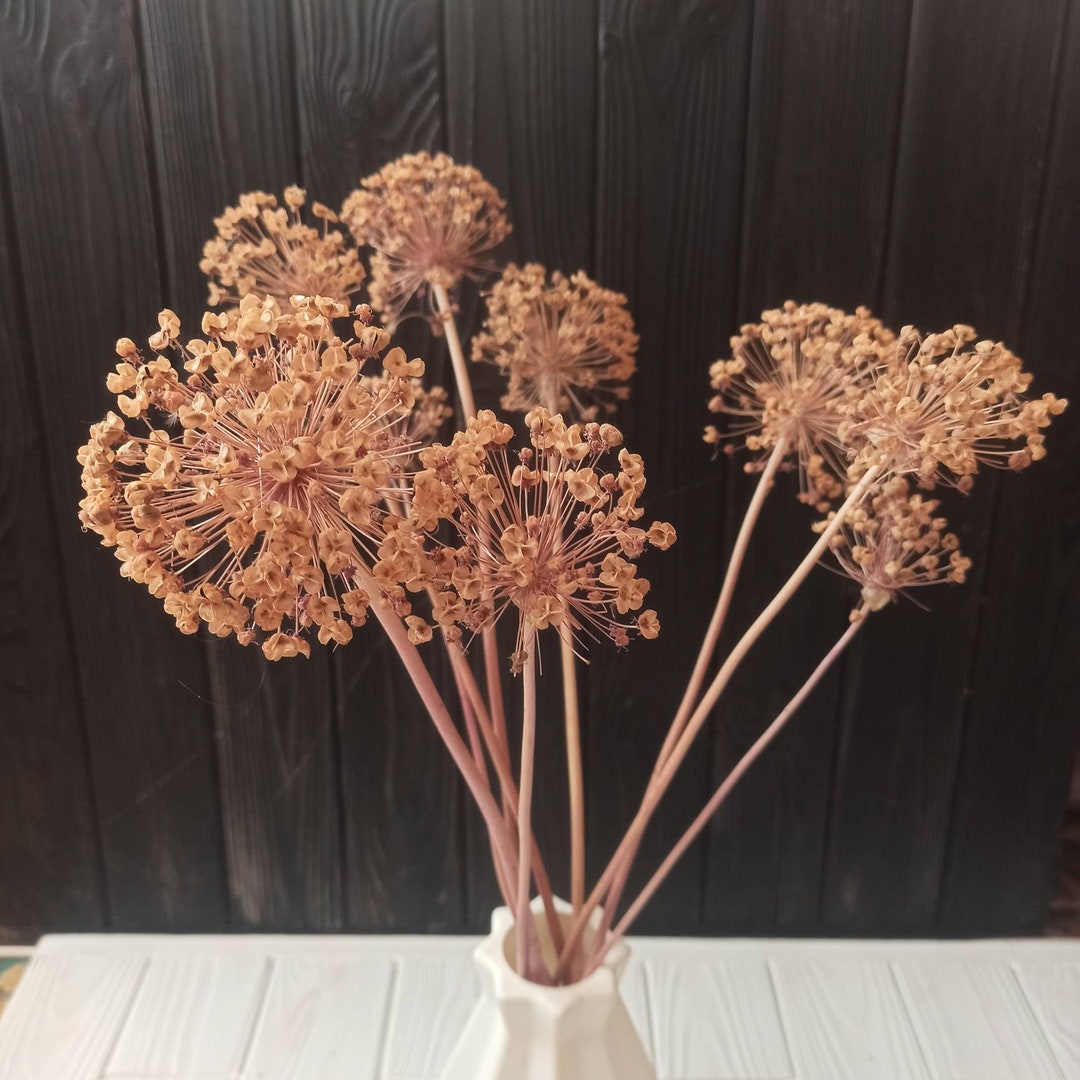 Naturally Dried GIANT ALLIUM Flower for Dried Flower Arrangements,home