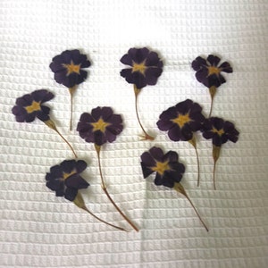 Purple dried flowers,dried pressed flowers,flowers epoxy resin,botanical Craft,pressed small flower,real pressed flowers,pressed wild flower