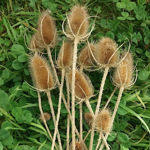20 Branches Real Dried Thistles ,Preserved flowers , Floral Supplies, Dried Flower Bouquet , Natural Decor, Natural Crafts, Rustic Decor