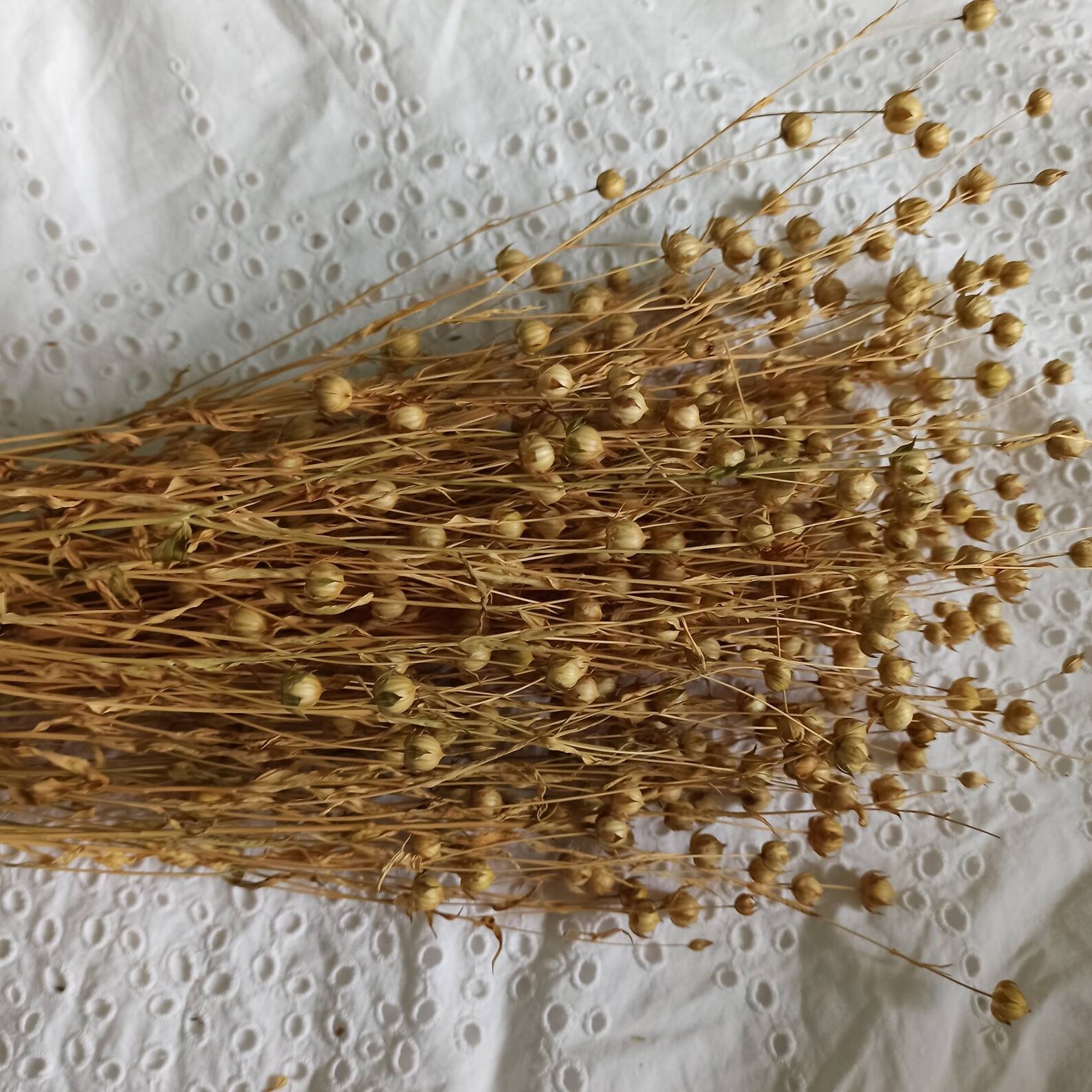 100 G Organic Flax Sprays Flax Sprays Etsy