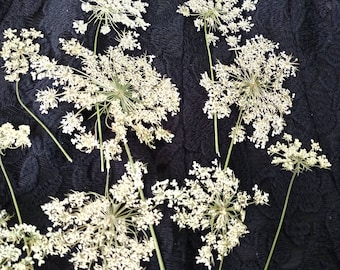 Pressed Queen Anne’s Lace,Pressed Flowers, Dry Flower Frame,White Dried Flowers,Flowers For Cards,White Pressed Flowers,Dried Flower Card,