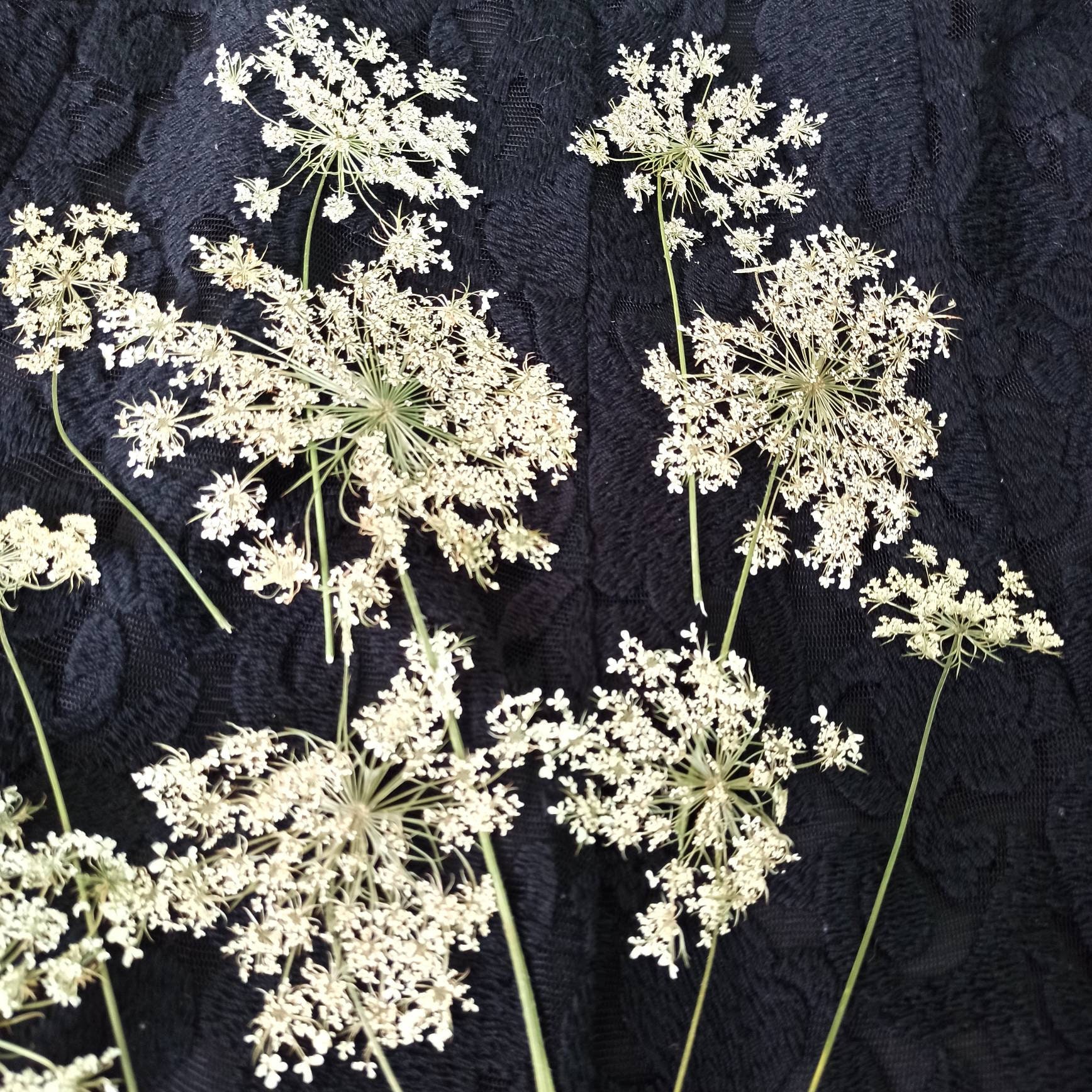 Queen Anne's Lace In Bloom Everywhere In Northern Israel - creative jewish  mom
