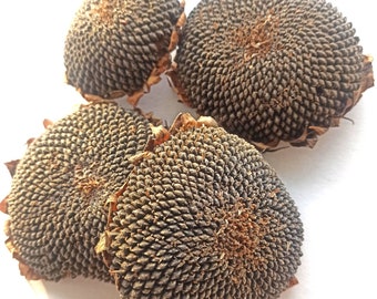 1 Big pcs 150-170 g  Dried Sunflower Head,Organic Dried Sunflower Head