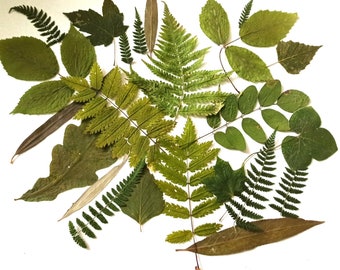 30 Real Dried Pressed Leaves, DIY Craft Supplies