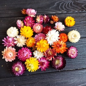 100 Dried Strawflower Heads, dried flowers, wedding diy, Dried flower , Dried flower for resin, Dried flower for craft image 4