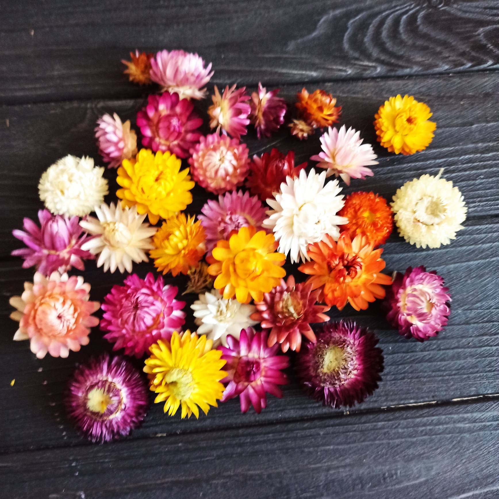 100 Dried Strawflower Heads Dried Flowers Wedding Diy Dried Etsy