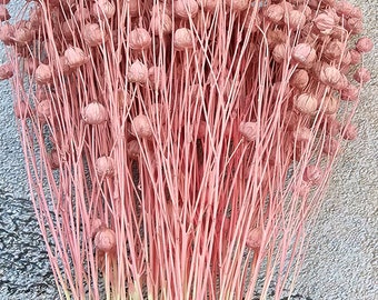 15 steams Dried pink flax,Natural dried flax bunch,dried flax,dried flowers,dried flax steams,stabilized flax,white flax,Dried pink  flowers