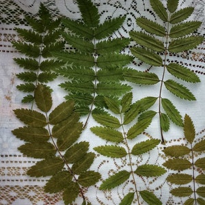 25Dried leaves mountain ash. Natural pressed leaves.Wild flowers.Flowers for DIY crafts.resin jewelry.natural plant.Real Fall Leaves
