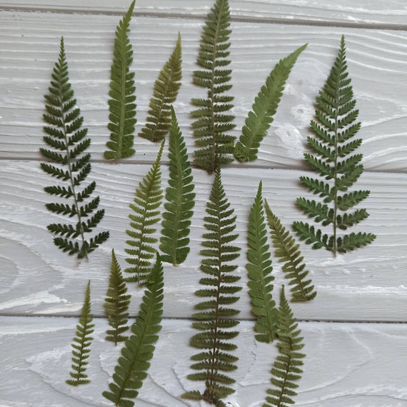 100 echte gepresste Farnbltter, botanische Handwerksversorgung,  getrocknetes Blatt, trockener grner Farn - Etsy sterreich