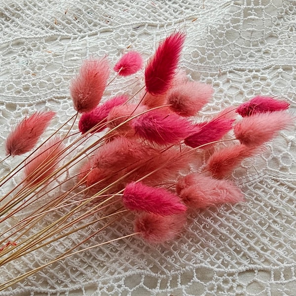 25 pcs Pink  Bunny Tails,Bunny Tail Grass,Dry Flowers,Lagurus,Dried Flowers,Dried Grass,Bunny Tail bouquet,White Lagurus,boho dried flower