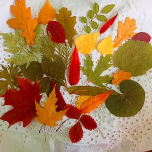 May include: A selection of vibrant autumn leaves in hues of red, orange, yellow, and green, displayed on white, broderie anglaise fabric. The leaves are of various shapes and sizes, representing the diverse beauty of autumn.