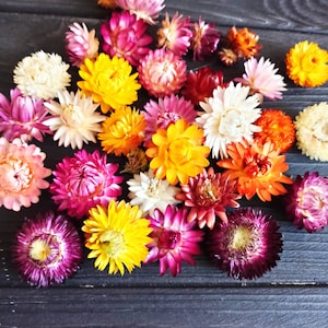 100 Dried Strawflower Heads, dried flowers, wedding diy, Dried flower , Dried flower for resin, Dried flower for craft image 1