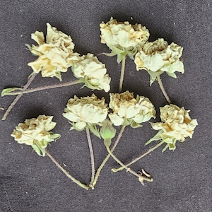 15 Dried white roses.Tiny resin flowers.Small dried flowers.Resin supply plants.Real dry roses,Miniature Rose Buds,Dried Rose,TinyWhite Rose