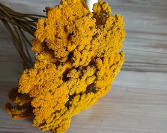 Dried Yellow Yarrow Bunch, Natural Chrysanthemum Stems, DIY Craft Supply