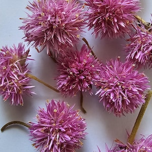 Op de afbeelding: Close-up van verschillende gedroogde roze bolamarantbloemen met stekelige bloemblaadjes en kleine gele centra. De bloemen staan op bruine stelen tegen een witte achtergrond. Deze bloemen worden vaak gebruikt in bloemstukken.