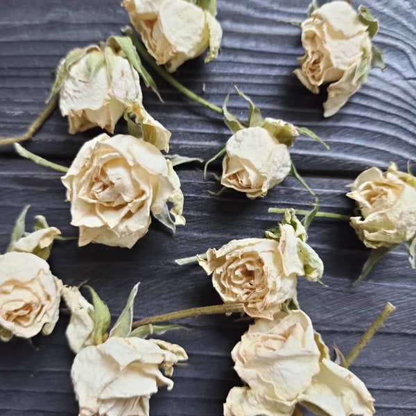 15 pcs White dried roses, Real dry roses, tiny dried flower, miniature rose buds, tiny dried flower for resin, dried plants for craft
