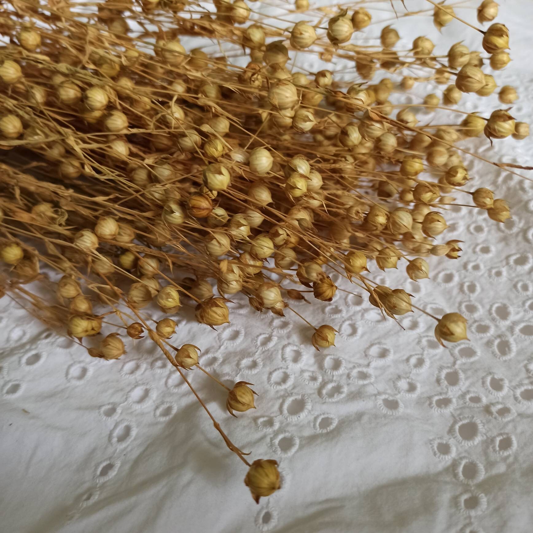 100 G Organic Flax Sprays Flax Sprays Etsy