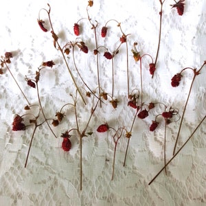 Naturally Black Seed Pod Heads-dried Flowers-flowers for Resin