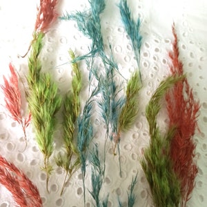 herbe sèche pressée,herbe artisanale,fleurs pressées,herbe de pampa séchée,herbe de pampa,art floral,artisanat,fabrication de cartes,fleurs pour bijoux,scrapbooking,