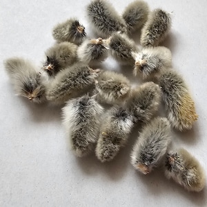 May include: A group of gray and white fluffy pussy willow catkins on a white background.