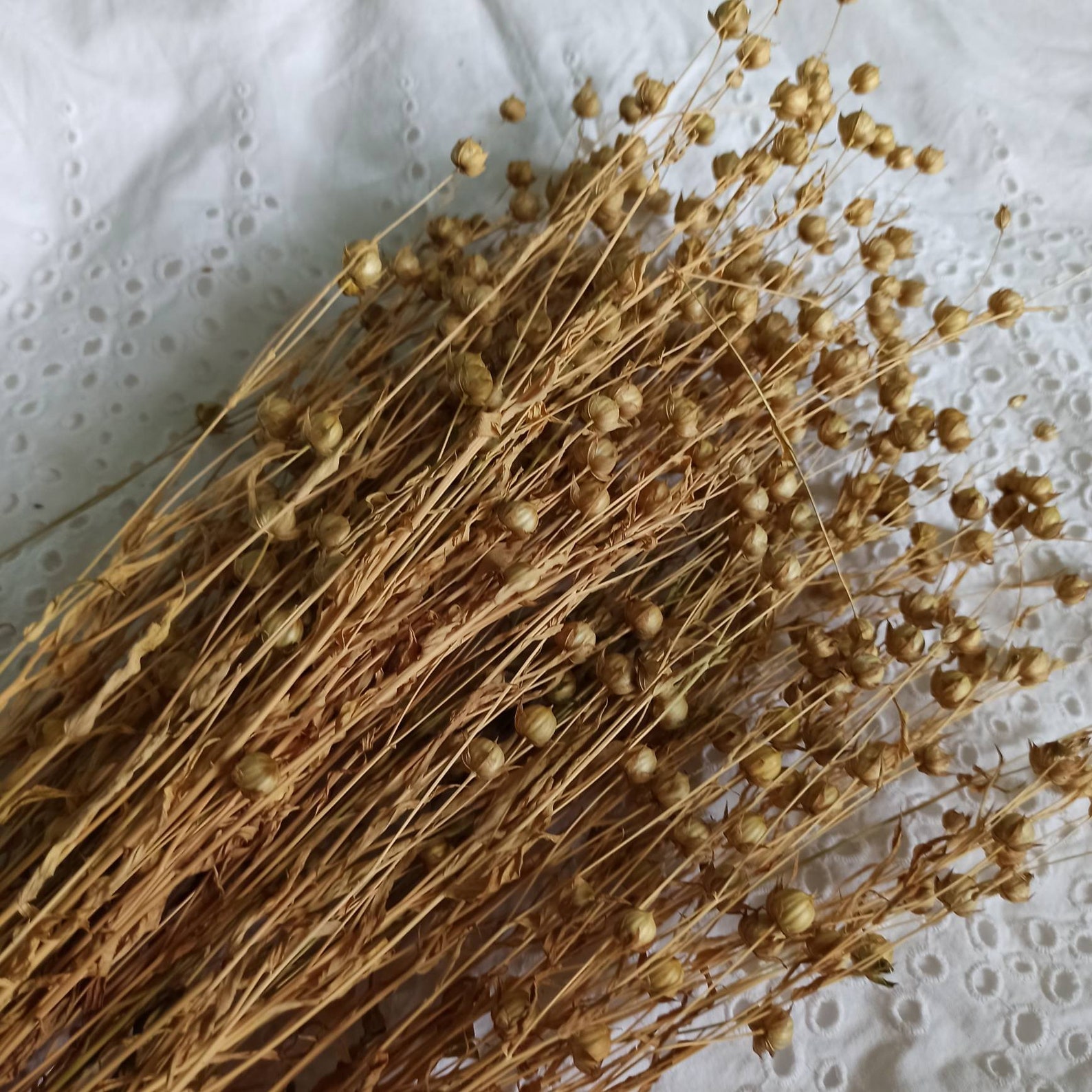 100 G Organic Flax Sprays Flax Sprays Etsy