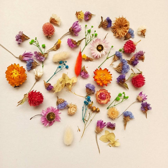 50 piezas pequeñas flores secas, pequeñas flores secas, flores para resina,  Box Resin DIY, pequeñas flores para artesanía de resina, suministro de flores  secas -  España