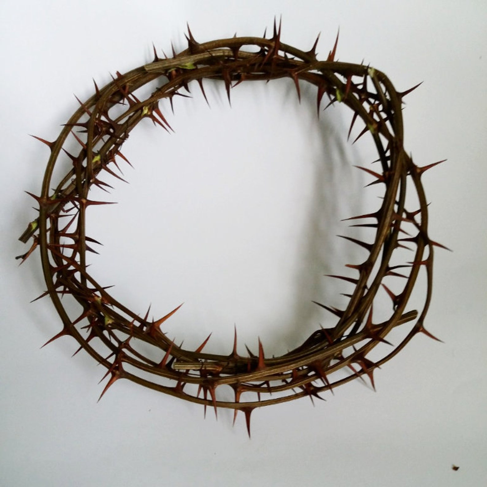 sharp real thornJesus Christ crownthorns crown home decor image 0.