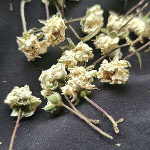 15 Dried White Roses.tiny Resin Flowers.small Dried Flowers.resin ...