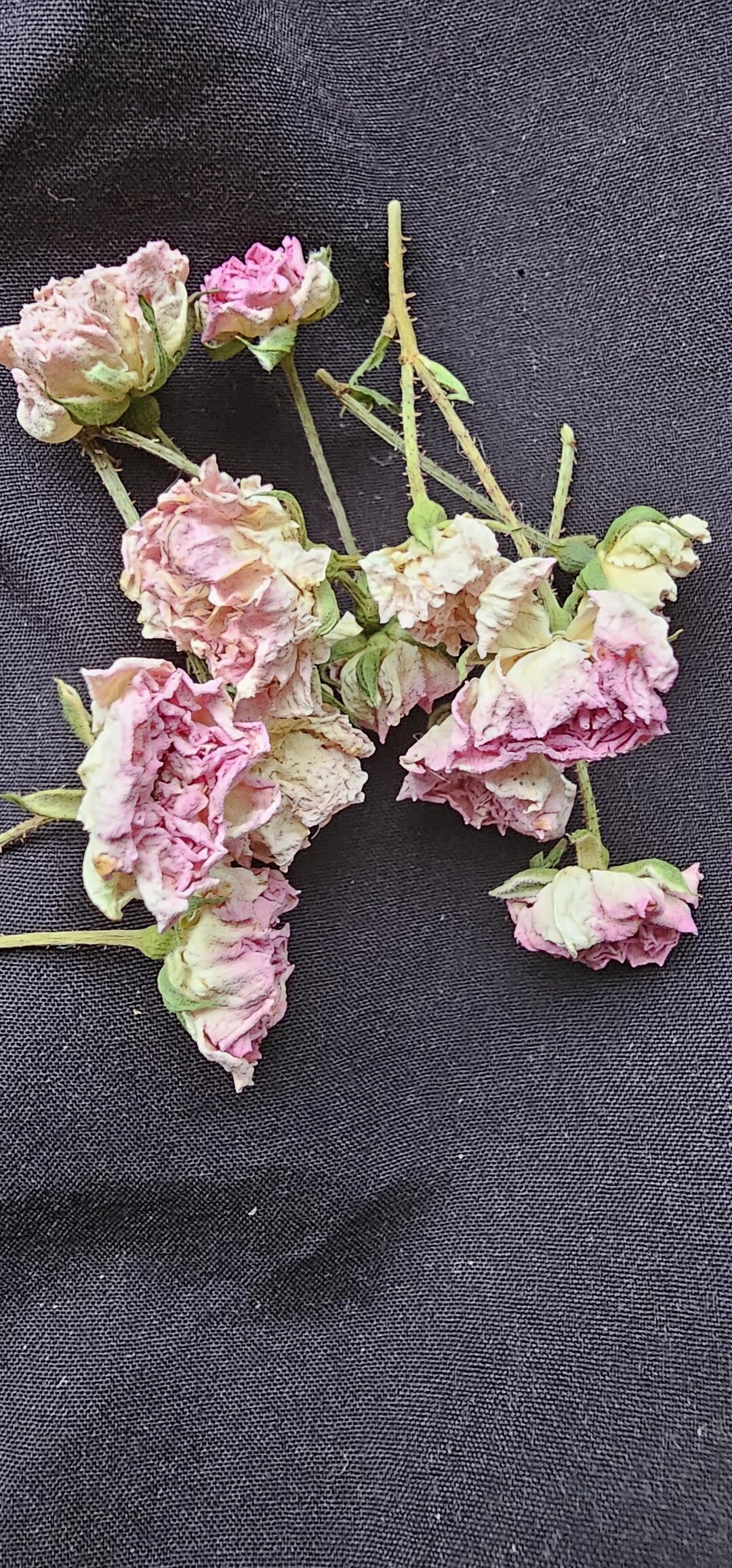 20 Dried Pink Roses.tiny Resin Flowers.small Dried Flowers. Resin ...