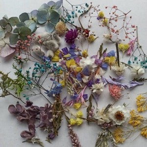 100 st små torkade blommor, miniblommor för resinkonst