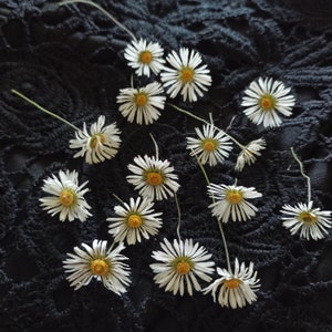 15 pcs fleurs séchées, marguerites séchées, marguerites séchées pour résine, vraies marguerites, fleur pour résine, projets d'artisanat, carte de mariage, fleurs séchées en résine