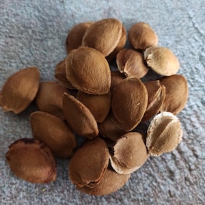 50 pcs Apricot pits, Real natural apricot pits,Apricot pits natural for craft supply,Farmhouse decor natural,Dried pits,Organic apricot pits