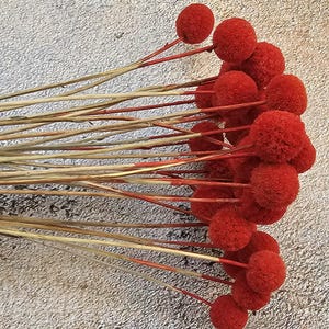 Op de afbeelding: Een bos gedroogde rode pomponbloemen met lange, dunne stelen. De stelen zijn van nature bruin met een rood geverfde punt.