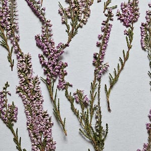 Set von 25 gepresste Heide, lila rosa Blumen, Wildblumen rustikal, Wohnkultur, Wild Heather, getrocknete Blütenblätter, Kartenherstellung, getrocknete Blumen für Harz