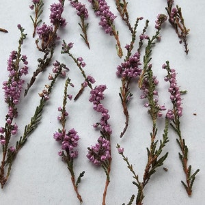 Set of 50 dried heather, Purple Pink flowers, Wildflower Rustic, Home decor ,Wild Heather, dried petals,Card making,Dried flowers for resin