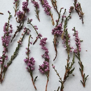 Lot de 50 bruyères séchées, fleurs roses pourpres, fleurs sauvages rustiques, décoration d'intérieur, bruyère sauvage, pétales séchés, fabrication de cartes, fleurs séchées pour résine