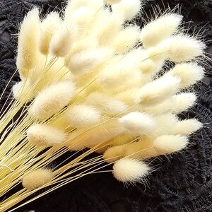 Peut inclure: Un bouquet d'herbe de la pampa séchée avec des plumes blanches et duveteuses. Les tiges sont de couleur brun clair et les plumes sont douces et plumeuses.