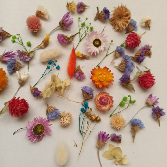 50 Pcs Small Dried Flowers, Tiny Dry Flowers,flowers for Resin,box