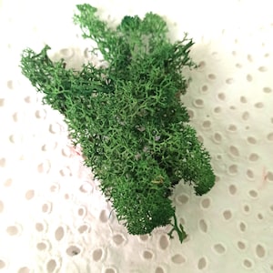 Preserved Green Moss,Dried Reindeer Lichen, Moss for resin, Natural moss for resin jewelry